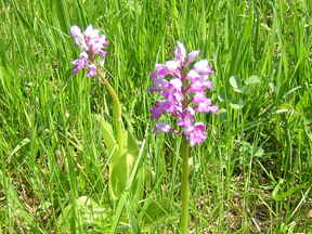 orchis militaris