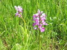 orchis militaris