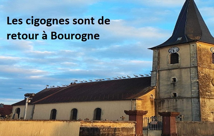 Les cigognes sont de retour