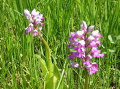 Orchis Militaris