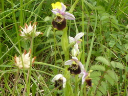 Orphrys Bourdon