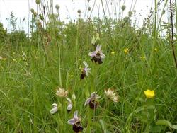 Orphrys Bourdon