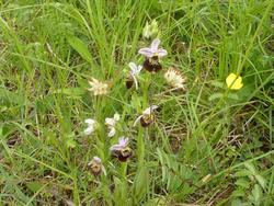 Orphrys Bourdon