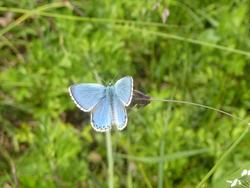 Papillon Azuré