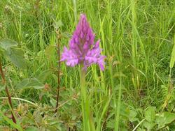 Orchis militaris