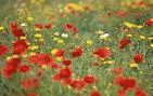 coquelicots coquelicots