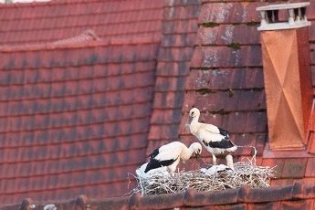 Naissances de cigogneaux à Bourogne 2017